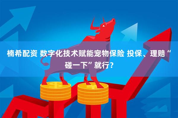 楠希配资 数字化技术赋能宠物保险 投保、理赔“碰一下”就行？